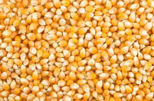 POPCORN RAW - ALFANUT - 5 KG