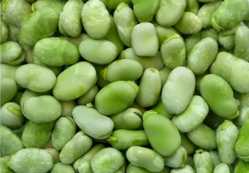 BROAD BEANS IQF- EGCT