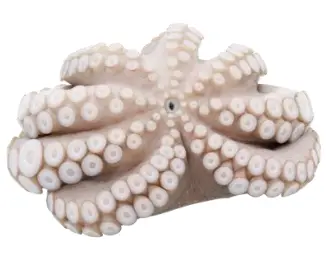 PREMIUM FLOWER OCTOPUS F1 (2000-3000) Glz10%
